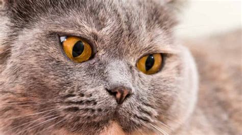 odd-eyed cat|cat breeds with orange eyes.